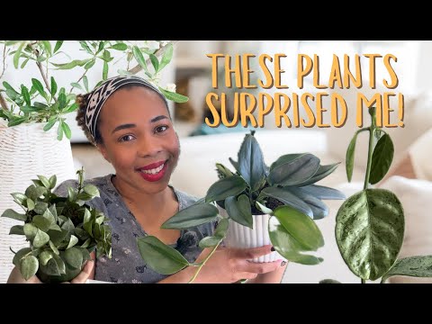 My favourite plants 🪴 March 2024| Scindapsus treubii,  Hoya Lacunosa & Coriacea & more