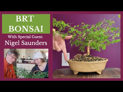 Demystified- Brazilian Rain Tree as Bonsai in colder climates (zone 5a)