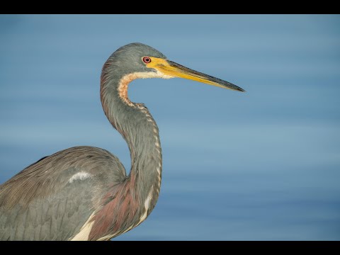 Tricolored Heron Second Edit with Arthur Morris/BIRDS AS ART