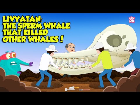 Deadliest Prehistoric Predator | Livyatan The Sperm Whale That Killed Other Whales | Dr Binocs Show