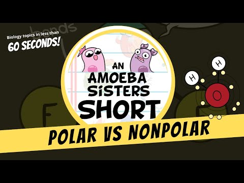 Polar vs Nonpolar - Amoeba Sisters #Shorts