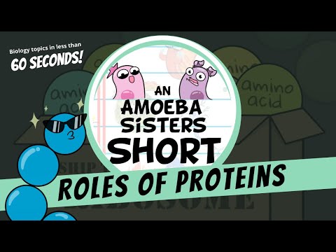 Roles of Proteins - Amoeba Sisters #Shorts