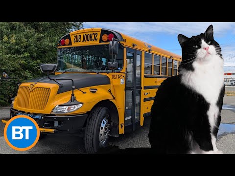 Family cat ensures kids catch the bus every day (and it's seriously adorable)