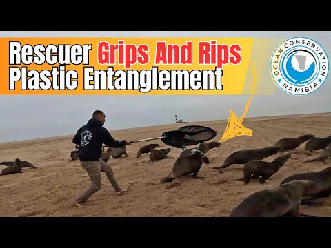 Rescuer Grips And Rips Seal's Plastic Entanglement