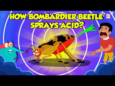 How Bombardier Beetle Sprays Acid? | Beetle Defense Mechanism | Deadliest Insects | Dr. Binocs Show