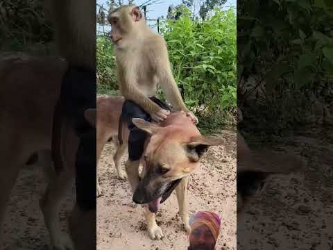 #monkey #babymonkey #animals #funny #cute #comedy #cutecat #catlover #dance #cat