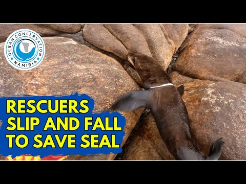 Rescuers Slip And Fall To Save Seal