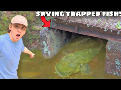 I Saved Fish TRAPPED in a Flooded Sewer!