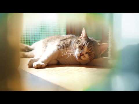 Music for Cats - To make them Happy (No ads in the middle) 2 hours