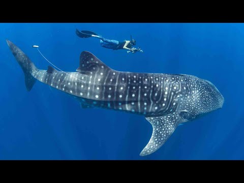 Podcast | Stella Diamant | The Madagascar Whale Shark Project