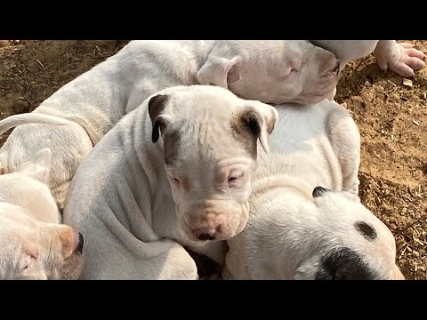 Day 1 to day 75 Dogo Argentino transformation video ❌😈❤️💯#tranformation #dogoargentino