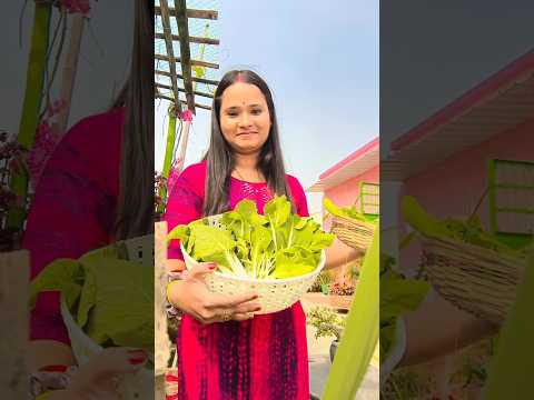 #harvestingvideo  #vegetableharvesting  #terracegardening  #rooftopgardening  #shorts