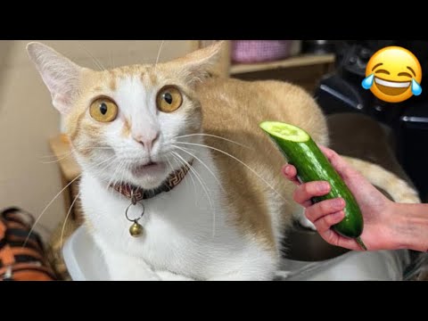 OMG Shocking😂Funny Cats Moments