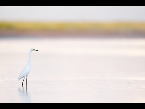 Low Light Snowy Egret Raw Conversion from Soup to Nuts With Arthur Morris/BIRDS AS ART