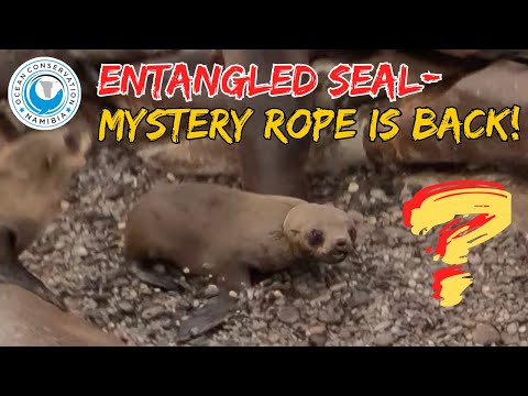 Entangled Seal - Mystery Rope Is Back!