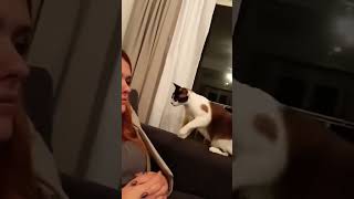 funny cats reaction #funny #funyanimals #cat #pets #shortvideo