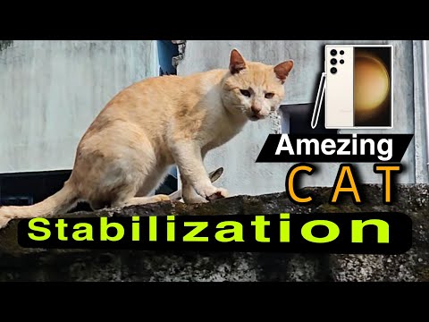 The Amezing CAT stabilization With  Samsung Ultra