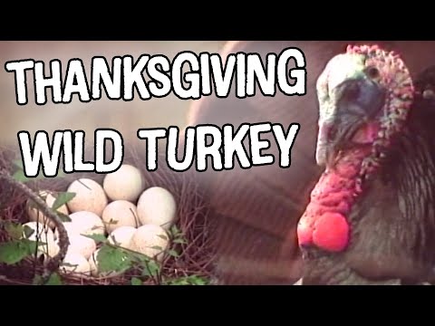 Thanksgiving | Wild Turkey