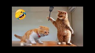 New Funny Cats 2024 😸 Funny Cat Videos − Funny Cats