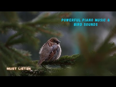 मनमोहक पियानो धुन और पक्षियों की आवाज़ गहरे ध्यान के लिए  Amazing Piano Music & Beautiful Bird Sounds