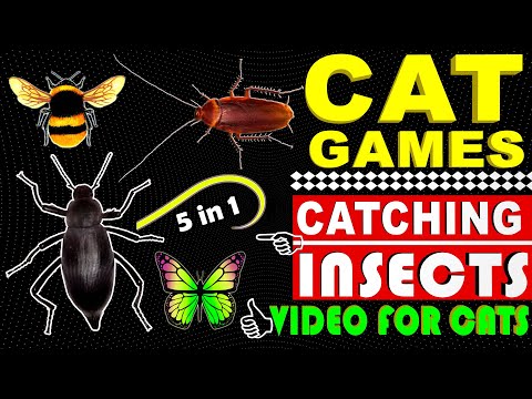 CAT GAMES - Catching Mice 🐀 Beetle 🐞 Cockroach 🐞 Bee 🐝 Butterflies 🦋 String ✔ Video for Cats