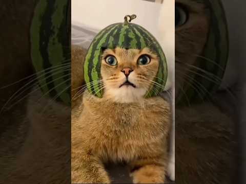 Funny animals 2023😆- Funny cats and dogs videos 🐈🐕 P-16 #shorts