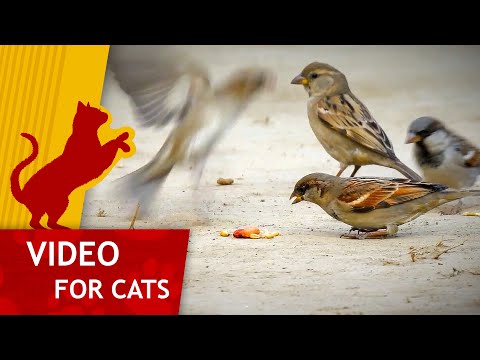 Movie for Cats - Feast of Sparrows (Video for Cats to watch)