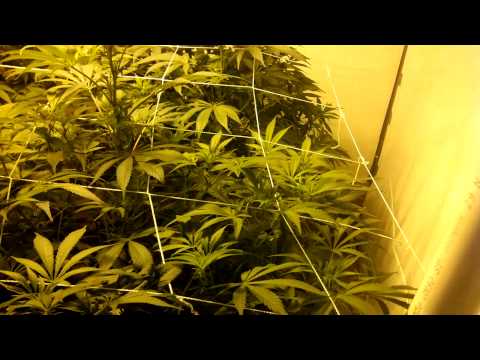 HPS switch Afghan Kush Day 2 flower