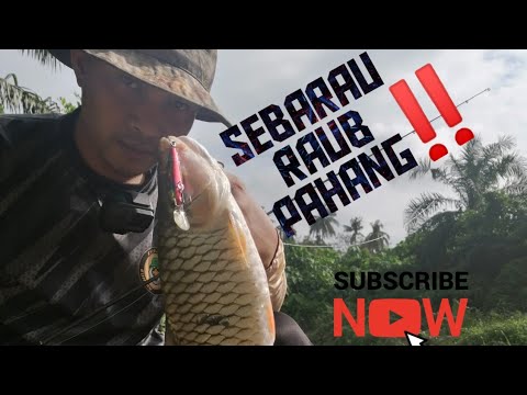 ‼️‼️SPOT YANG DIHUNI BANYAK IKAN SEBARAU/HAMPALA ‼️‼️ #hampala #CASTINGSEBARAU