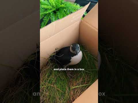 Baby Puffins Keep Crashing Into This Town | The Dodo