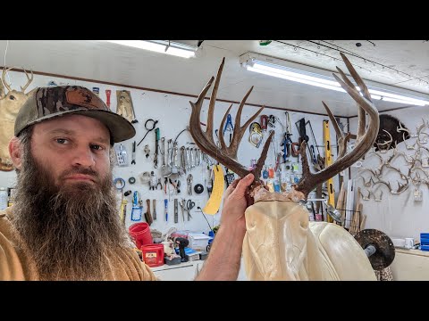 Live Taxidermy, Mounting a Giant 172in 16 point Whitetail Deer!! #Taxidermy #Live #deer