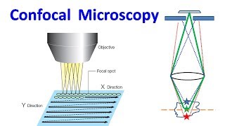 Confocal Microscopy