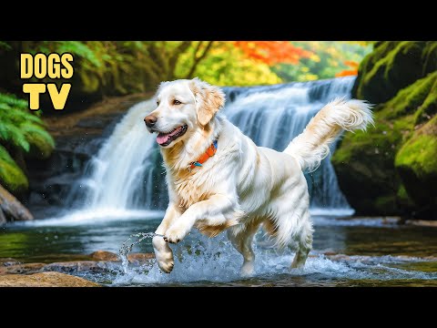 🔴 Dog TV | All-Day Anti Anxiety TV for Dog + Video Prevent Boredom with Deep Relaxing Music for Dogs