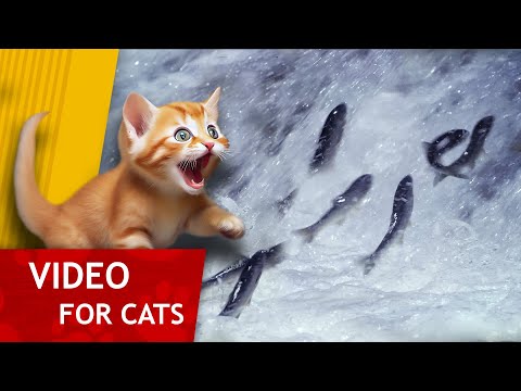 Movie for Cats - Fish Migration (Video for Cats to watch) 4K