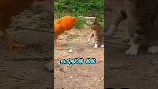 මගේ පවුල මම තමා හොදම #funny #comedyvideo #sinhalacomedy