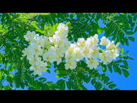 Relaxing music healing the nervous system naturally 🌿 Music to Calm Your Overactive Mind