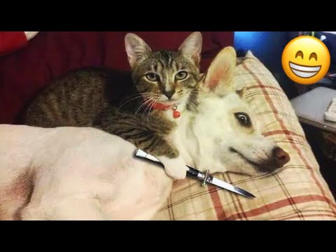 Try not to laugh🤣 || Funny Cat And Dog Videos Funny Compilation Memes 05