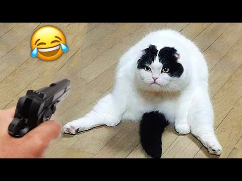 Cats And Dogs Funny Videos😂|| Fails Animals Competition 2025