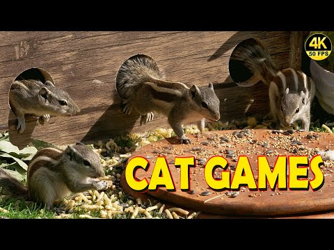 CAT GAMES ON SCREEN SQUIRRELS HIDE AND SEEK FOR CATS | 4K-8 HOURS FUN FOR CATS & DOGS