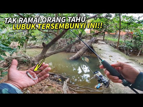 MENJEJAK LUBUK Haruan Gabus di Kampung Halaman!!