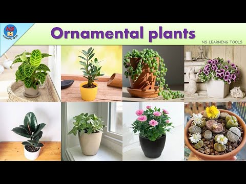 Ornamental Plants Vocabulary l 100 Ornamental Plants Name In English With Pictures l Indoor Plants