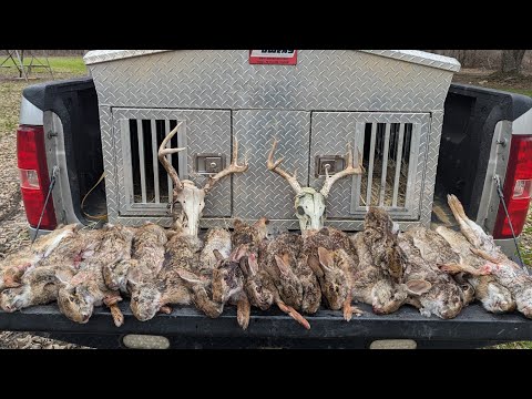 UNBELIEVABLE Hunt Chasing LOUISIANA Swamp Rabbits, OLD SCHOOL with Beagle Dogs!!! (Catch*Cook)