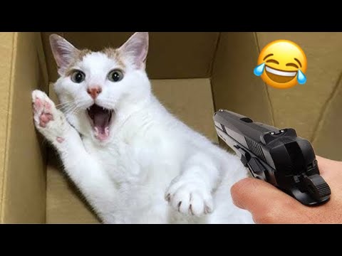 Funny Cats And Dogs Videos | Try not to laugh | Funny Compilation Videos 2024