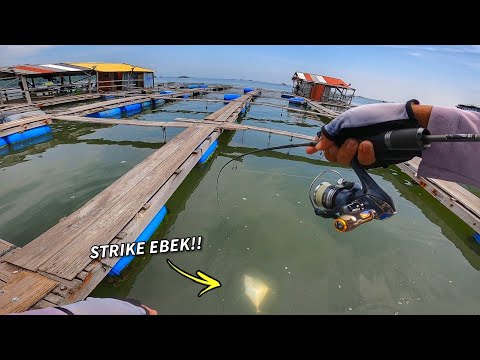 STRIKE EBEK BERTUBI TUBI KELONG PULAU AMAN!! | CHAIFishing