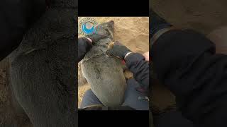 Young Seal Trapped in Line AND Strap #sealrescue