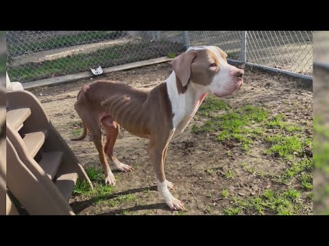 Pitt County Animal Services saves abused dog