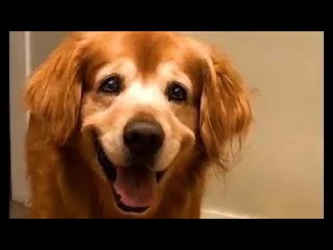 FUNNY Dogs 🤣 | Best Pet Videos 2025