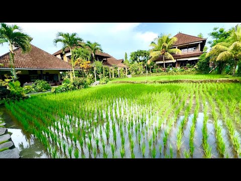 Heavy Rain in Bali Rice Fields | Tropical Rain White Noise for Sleep #whitenoise #bali