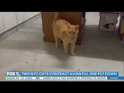 NYC cats contract bird flu