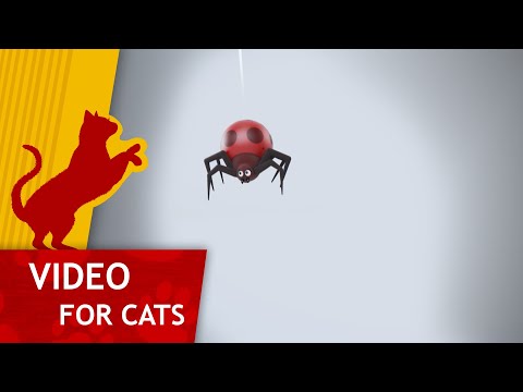 Cat Games - Get that Red Spider (Video for Cats to watch)